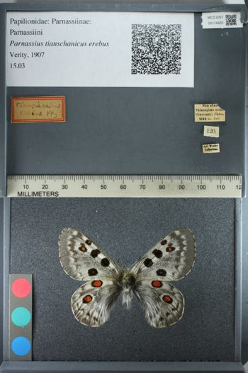 Media type: image;   Entomology 174920